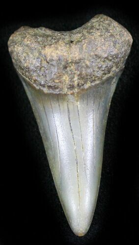 Fossil Mako (Isurus) Shark Tooth - Belgium #24377